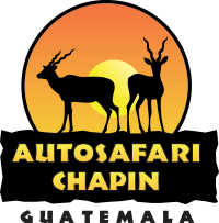 numero de auto safari chapin